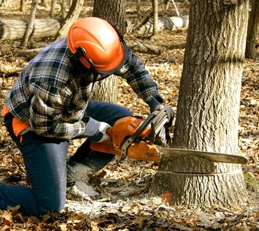 Tree Removal in Meddybemps, ME